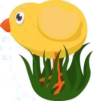 Yellow chick, illustration, vector on white background