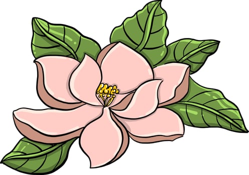 Magnolia flower , illustration, vector on white background
