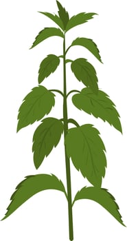 Nettle plant , illustration, vector on white background