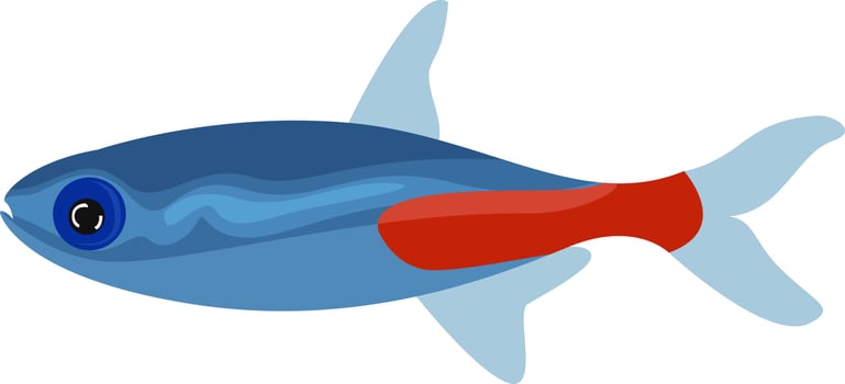 Neon tetra, illustration, vector on white background