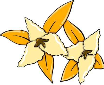 Two flowers, illustration, vector on white background