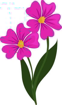 Two pink flowers, illustration, vector on white background.