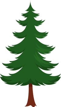 Tall spruce, illustration, vector on white background.
