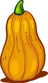 Orange butternut squash,illustration,vector on white background vector