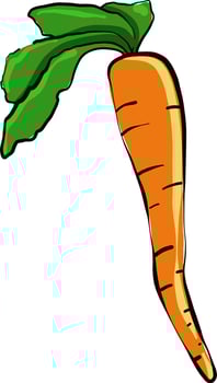 Orange carrot,illustration,vector on white background vector