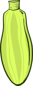 Green zucchini ,illustration, vector on white background