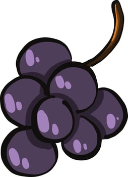Purple grapes, illustration, vector on a white background.