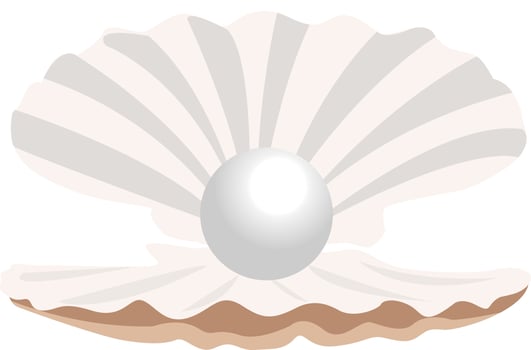 Seashell pearl, illustration, vector on white background