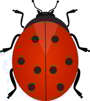 Red ladybug,illustration, vector on white background.