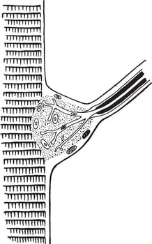 Termination of a Nerve in a Fiber of Cross Striped Muscle, vintage illustration. vector