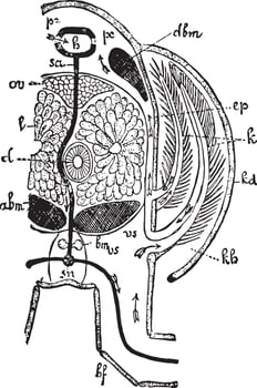 Crayfish Thorax, vintage illustration vector