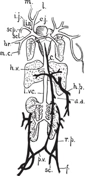 Frog Venous System, vintage illustration vector