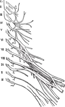 Cervical and Brachial Nerve Plexuses, vintage illustration. vector