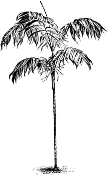 Chamaedorea Sartorii vintage illustration. vector