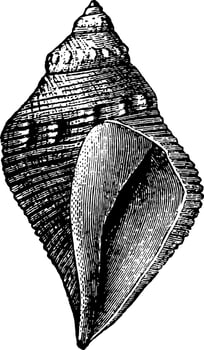 Pyrifusus Gastropod, vintage illustration. vector