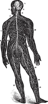A Back View of the Brain and Spinal Cord, vintage illustration vector
