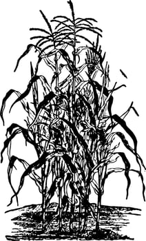 Corn plant, vintage illustration vector