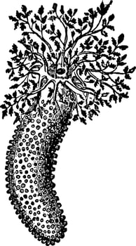 Phyllophorus Urna, vintage illustration vector