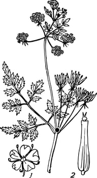 Chervil vintage illustration vector
