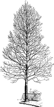 Sycamore three years after very close pruning vintage illustration. vector