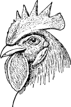 Single Comb Chicken Head vintage illustration. vector