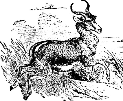 Springbok, vintage illustration. vector