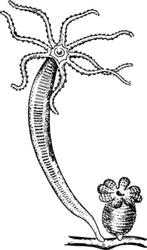 Hydra, vintage illustration. vector