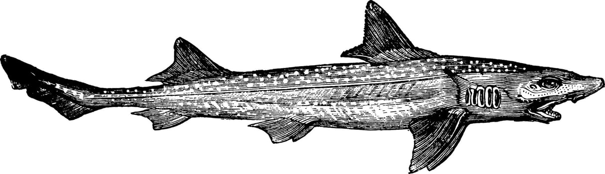 Smooth Hound, vintage illustration. vector