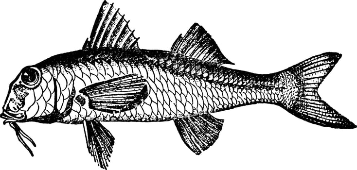 Red Mullet, vintage illustration. vector