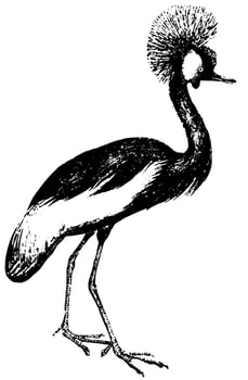 Crowned Crane, vintage illustration. vector