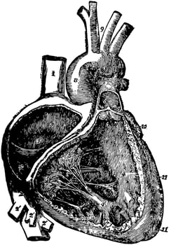 Right Atrium and Ventricle of the Heart, vintage illustration. vector