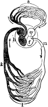Heart and Blood Vessels, vintage illustration. vector