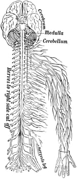 Nervous System, vintage illustration vector