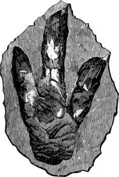 Footprint of brontozoum giganteum, vintage illustration. vector