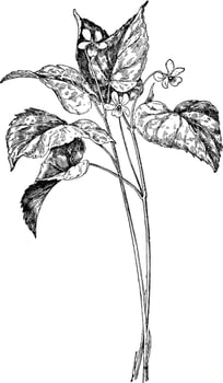 Downy Yellow Violet vintage illustration. vector