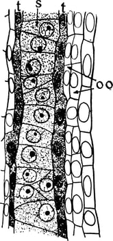 Microspore Cells vintage illustration. vector