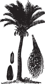 Date Palm vintage illustration. vector