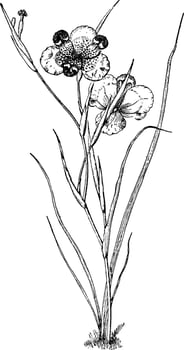 Buccifera, plant, leaves, Lanceolate, petal vintage illustration. vector