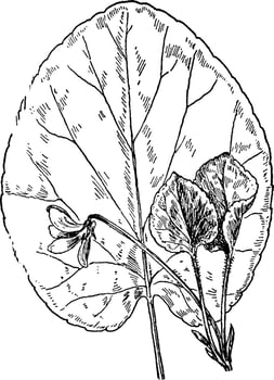 Round-Leaved Violet vintage illustration. vector