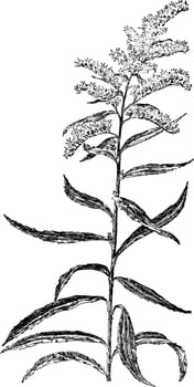 Late Golden-Rod vintage illustration. vector
