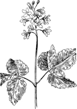 Toothwort vintage illustration. vector