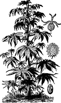 Castor Oil Plant vintage illustration. vector