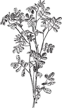 Coronilla Emerus vintage illustration. vector