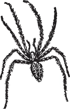 House spider, vintage illustration. vector