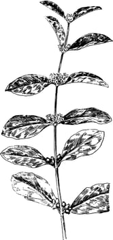 Indian Currant and Elder Leaves vintage illustration. vector