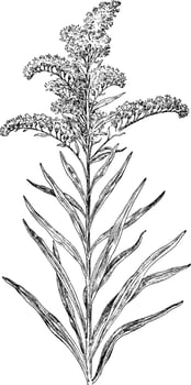 Seaside Golden-Rod vintage illustration. vector
