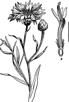 Cornflower vintage illustration. vector