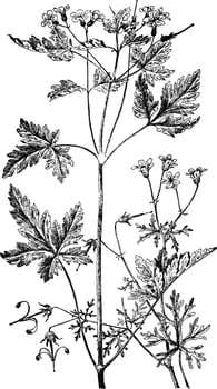 Geranium Bicknelli and Herb Robert vintage illustration. vector