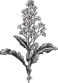 Barbarea Vulgaris vintage illustration. vector
