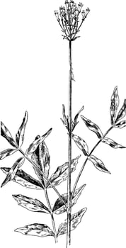 Swamp Valerian vintage illustration. vector